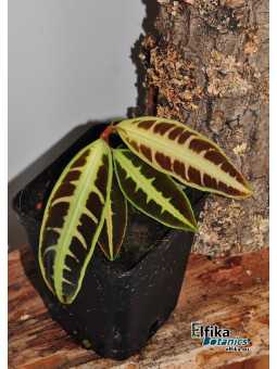 Emblemantha  sp. Jambi (c. 1)