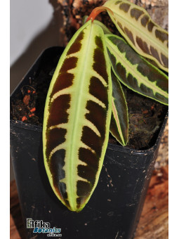 Emblemantha  sp. Jambi (c. 1)