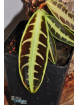 Emblemantha sp. Jambi (c. 1)