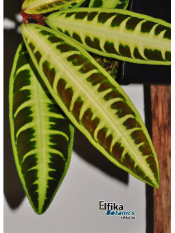 Emblemantha  sp. Jambi (c. 1)