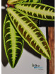 Emblemantha sp. Jambi (c. 1)