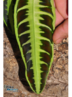 Emblemantha  sp. Jambi (c. 1)