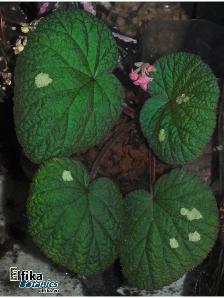 Begonia gulinqingensis