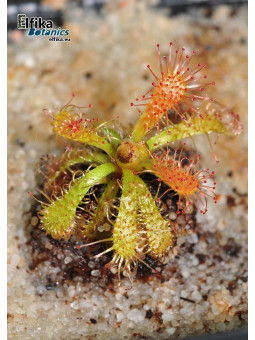 Drosera hirticalyx Cerro Marahuaca