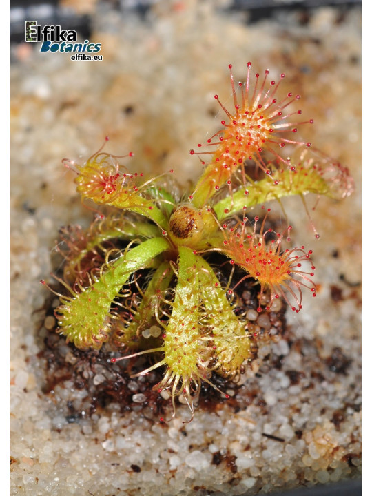 Drosera hirticalyx Cerro Marahuaca