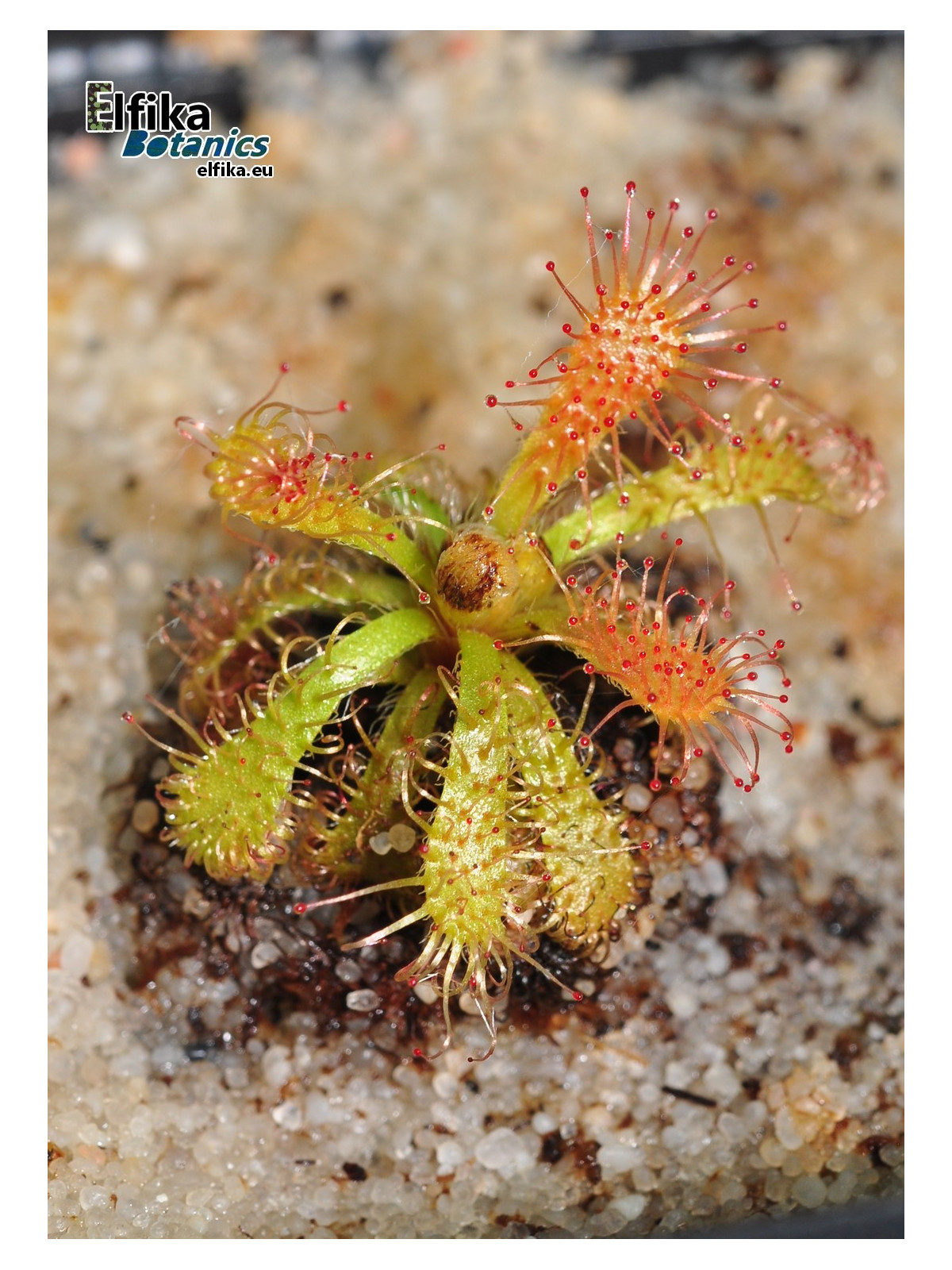 Drosera hirticalyx Cerro Marahuaca