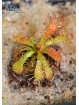 Drosera hirticalyx Cerro Marahuaca