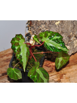 Begonia colorata