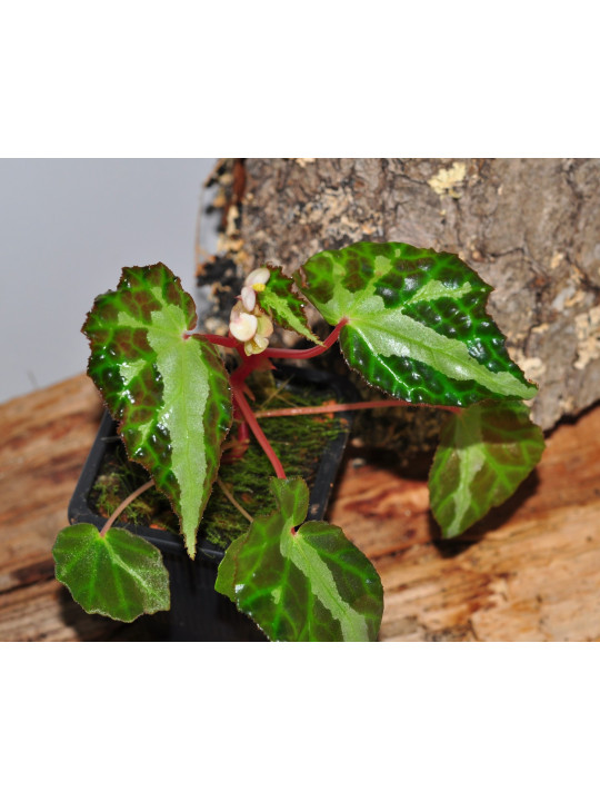 Begonia colorata