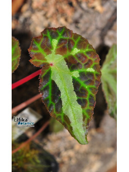 Begonia colorata