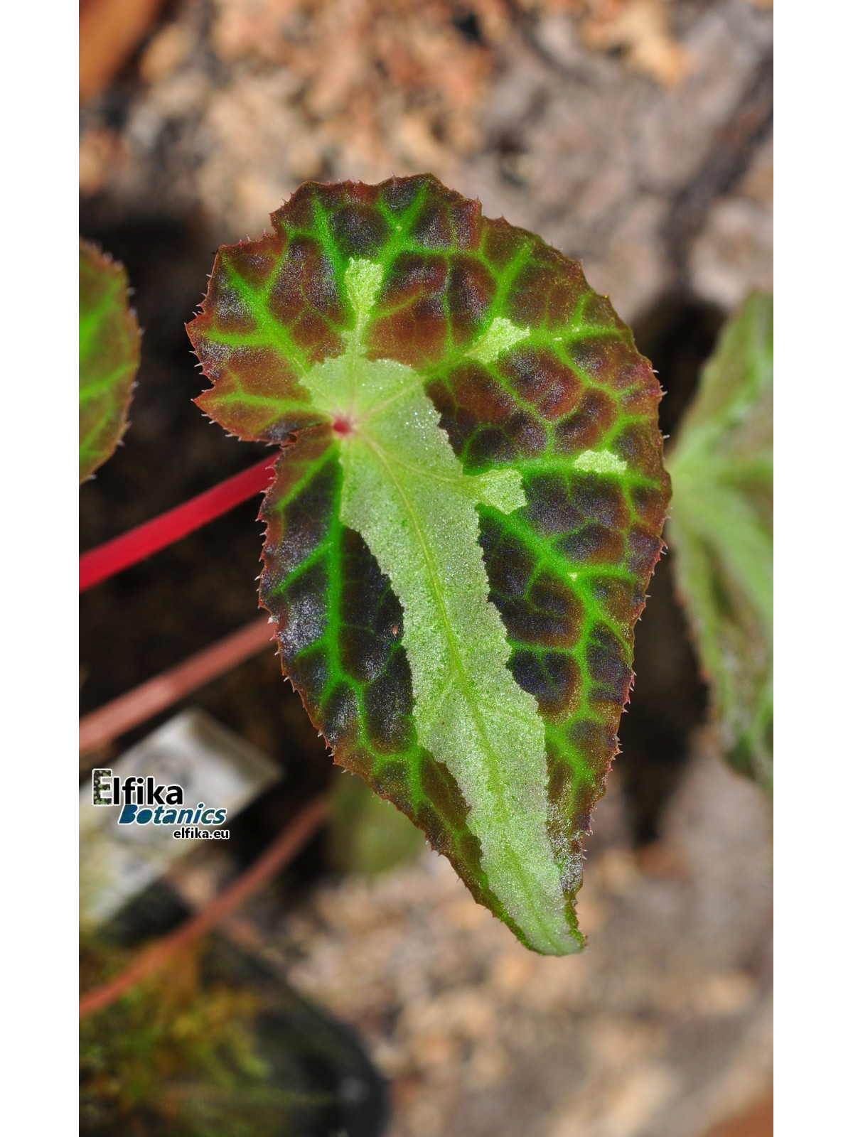 Begonia colorata