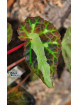Begonia colorata