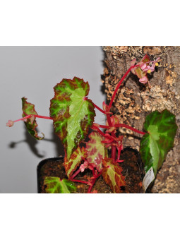 Begonia colorata