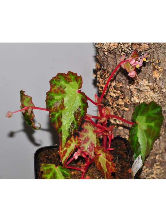 Begonia colorata