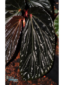 Begonia sp. Black Blood
