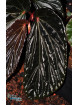 Begonia sp. Black Blood