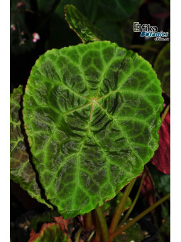 Begonia goegoensis