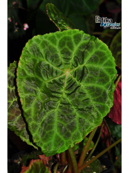 Begonia goegoensis