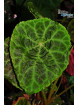 Begonia goegoensis