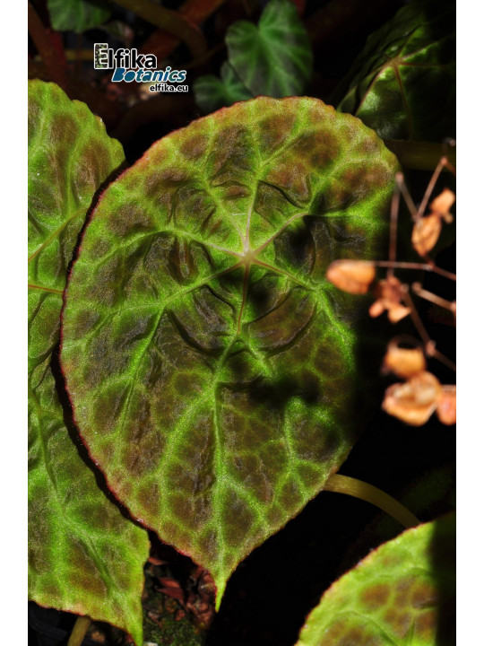 Begonia goegoensis