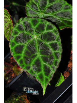 Begonia goegoensis