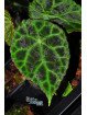 Begonia goegoensis