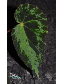Begonia burkillii (Variegated, male)