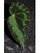 Begonia burkillii (Variegated, male)
