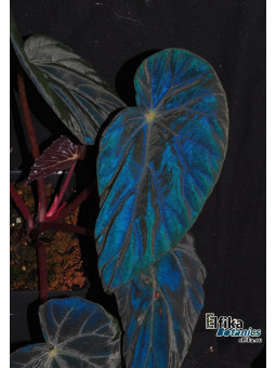 Begonia burkillii (Dark Blue, female)