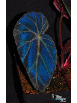 Begonia burkillii (Dark Blue, female)