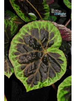 Begonia sp. dongoranensis