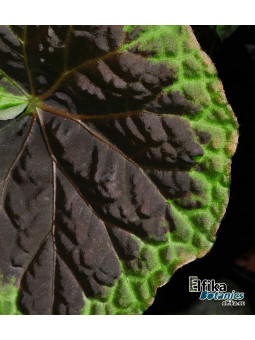 Begonia sp. dongoranensis