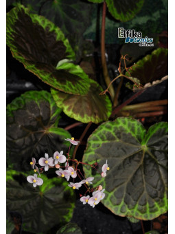 Begonia sp. dongoranensis