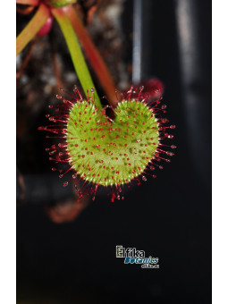 Drosera prolifera