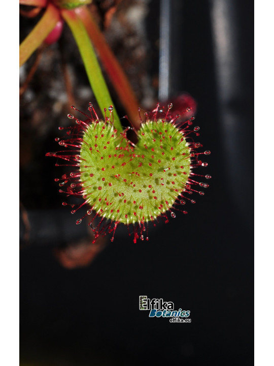 Drosera prolifera
