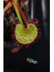 Drosera prolifera