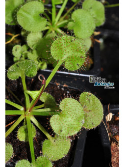 Drosera prolifera