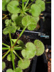 Drosera prolifera
