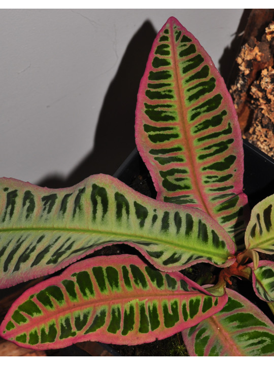Emblemantha urnulata Electric Pink