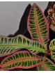 Emblemantha urnulata Electric Pink
