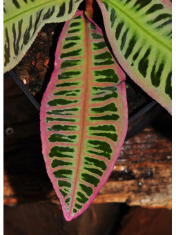 Emblemantha urnulata Electric Pink