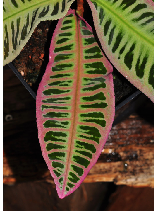 Emblemantha urnulata Electric Pink