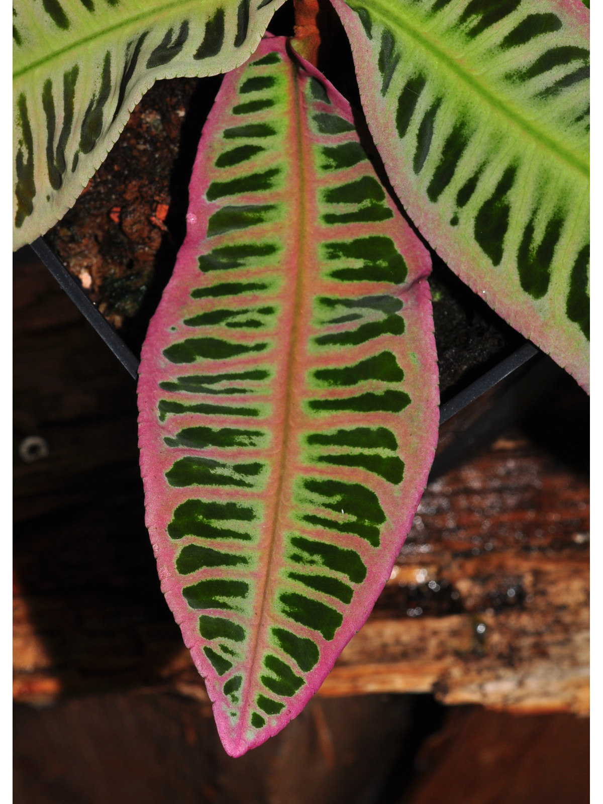 Emblemantha urnulata Electric Pink