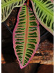 Emblemantha urnulata Electric Pink