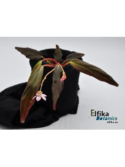 Begonia x Marobogneri