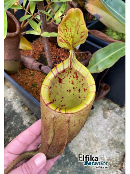 Nepenthes palawanensis 'Hulk' (mâle)