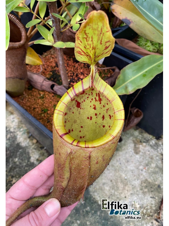 Nepenthes palawanensis 'Hulk' (mâle)