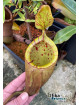 Nepenthes palawanensis 'Hulk' (mâle)