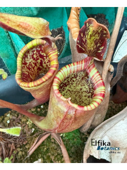 Nepenthes attenboroughii 'Wilt'