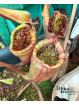 Nepenthes attenboroughii 'Wilt'